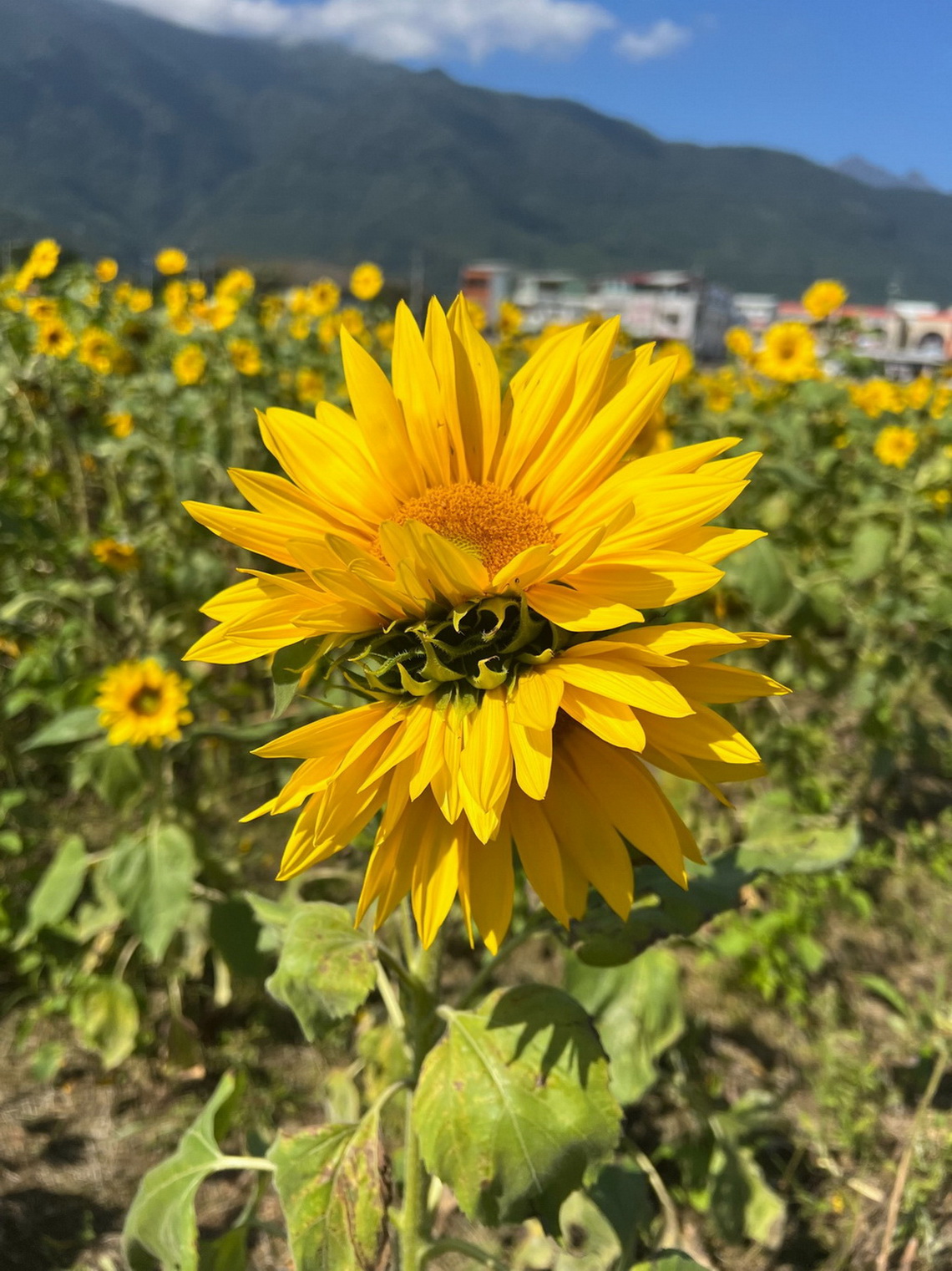 大比大青年獵人烘焙坊暫停營業中(標題圖檔)